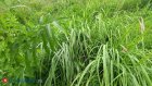В Пензе после дождей приступят к усиленному покосу травы