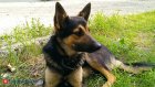 В Кузнецке попробуют восстановить площадку для выгула собак