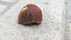 С опасными слизнями на Олимпийской аллее борются с помощью меди