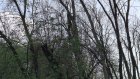 В Комсомольском парке зафиксировали массовую гибель деревьев