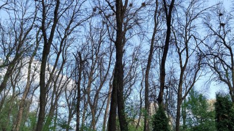 В Комсомольском парке зафиксировали массовую гибель деревьев