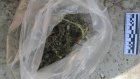 Пензенец вырастил на участке 60 запрещенных кустов
