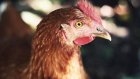 В российском селе произошел куриный апокалипсис