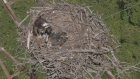 В Пензенском районе в гнезде редкого хищника появился птенец