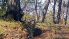 Подведены итоги конкурса по выбору имени для леопарда