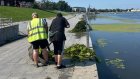 Суру в районе набережной вновь вручную расчистили от водорослей