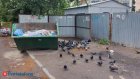 Мошенники начали использовать мусорные площадки для обмана россиян