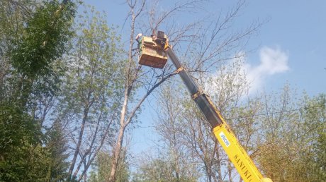 В Детском парке ликвидируют деревья, зараженные златкой