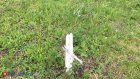 В Пензе рассказали, высадят ли деревья вдоль новой дороги на ГПЗ