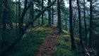 Пропавших в лесу мать и сына нашли благодаря запискам