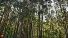 Координатор «ЛизаАлерт» рассказал, как нашли 94-летнюю пензячку