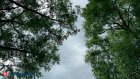 21 июля жителей Пензенской области ждет дождь