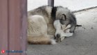 В Госдуме хотят запретить кормить бродячих животных у больниц и школ