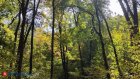 62 пензенца наказаны за нарушение правил безопасности в лесах