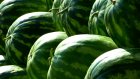 Раскрыты неожиданные способы использовать арбузные корки