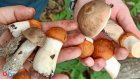 Россиянам рассказали о начале супергрибного сезона