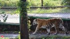 29 июля - Международный день тигра