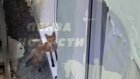 На улице Московской в Пензе заметили лису