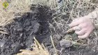 «Черные археологи» нашли десятки старинных предметов под Вадинском