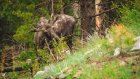 В Никольском районе 2 человека пострадали в ДТП с лосем
