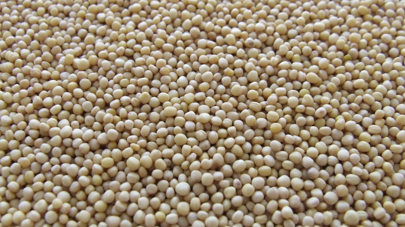 Из Пензенской области отправили зерно в Латвию, Бельгию и Турцию