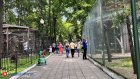 Пензенский зоопарк приобрел пару фенеков за 540 000 рублей