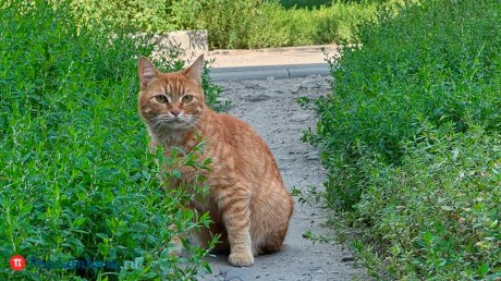 8 августа - Всемирный день кошек