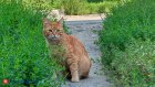 8 августа - Всемирный день кошек