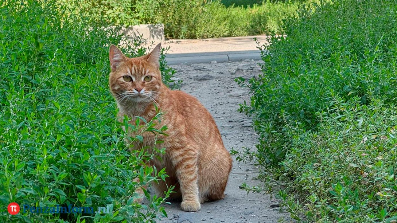 8 августа - Всемирный день кошек
