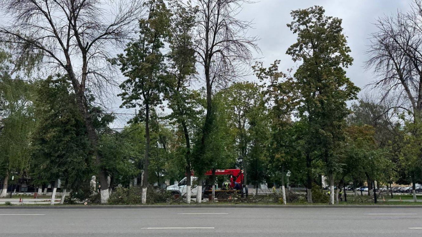 В Пушкинском сквере началась вырубка деревьев