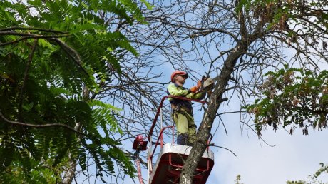 В Пушкинском сквере началась вырубка деревьев