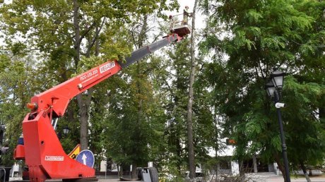 В Пушкинском сквере началась вырубка деревьев