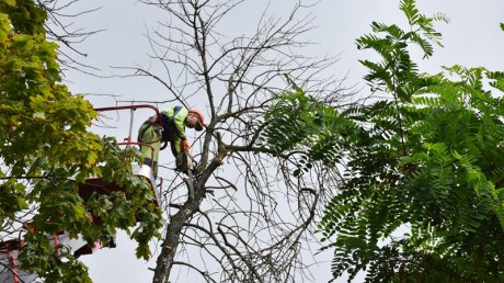В Пушкинском сквере началась вырубка деревьев