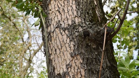 В Пушкинском сквере началась вырубка деревьев