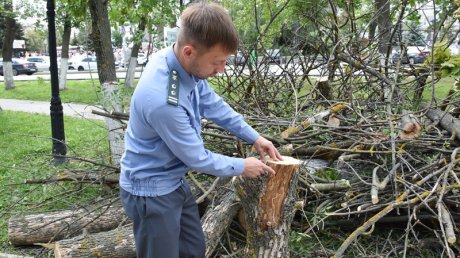 В Пушкинском сквере началась вырубка деревьев