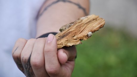 В Пушкинском сквере началась вырубка деревьев