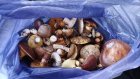 11 августа - праздник белого гриба