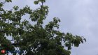 Жителей Пензенской области ждет пасмурная неделя