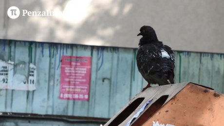 «Крышу снесло»: пензячка украла 160 тысяч из найденной сумки