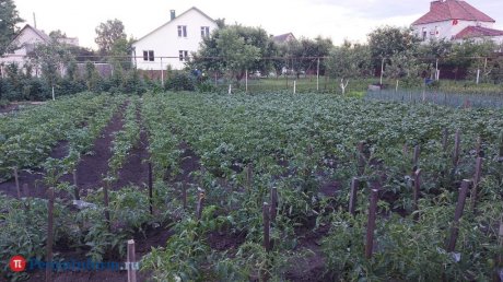 На ночь не копать. Агроном рассказал, как надо собирать урожай картофеля