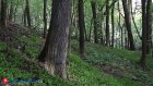 Ревнивец решил избавиться от останков возлюбленной и устроил катастрофический лесной пожар