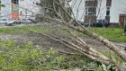 Долетела златка: в Заречном спиливают зараженные деревья