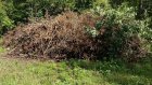 В Морозовском дендрарии вырубили более 20 кубометров деревьев