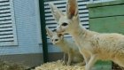 В Пензенский зоопарк прибыла пара миниатюрных лисиц