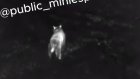 В пензенском лесу сняли на видео бурого медведя
