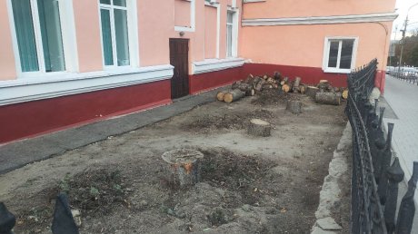 Названа причина спила елей у гимназии № 4 в Пензе