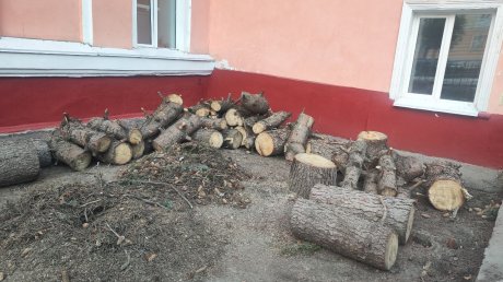 Названа причина спила елей у гимназии № 4 в Пензе