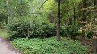 Из-за изумрудной златки уцелевшие деревья в Пензе остались без ухода