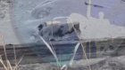 В Каменке спасли собак, едва не утонувших в битуме