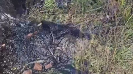 В Каменке спасли собак, едва не утонувших в битуме